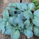 Hosta Silver Bullet 3 Inch Pot Size Starter Plant