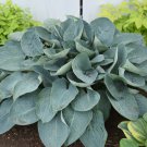 Hosta Above The Clouds 3 Inch Pot Size Starter Plant
