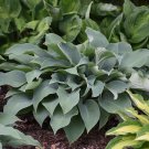 Hosta Halcyon 3 Inch Pot Size Starter Plant