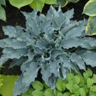 Hosta Waterslide 3 Inch Pot Size Starter Plant