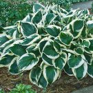 Hosta Minuteman 3 Inch Pot Size Starter Plant