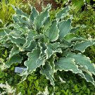 Hosta Dancing In The Moonlight 3 Inch Pot Size Starter Plant