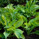 Hosta Yellow Polka Dot Bikini #1 Division Size Starter Plant Ships Bare Root