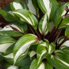 Hosta Raspberry Sundae #1 Division Size Starter Plant Ships Bare Root