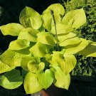 Hosta Glad Tidings #1 Division Size Starter Plant Ships Bare Root