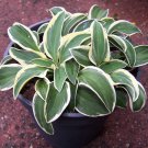 Hosta Funny Mouse 4 Inch Pot Size Starter Plant