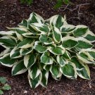 Hosta Patriot 3 Inch Pot Size Starter Plant