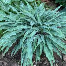 Hosta Silly String 3 Inch Pot Size Starter Plant