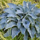 Hosta Tears In Heaven 3 Inch Pot Size Starter Plant