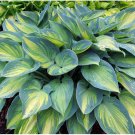 Hosta June 3 Inch Pot Size Starter Plant