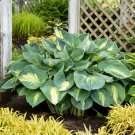 Hosta Hudson Bay 3 Inch Pot Size Starter Plant