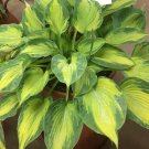 Hosta Sister Act 3 Inch Pot Size Starter Plant