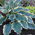 Hosta Hope Springs Eternal 3 Inch Pot Size Starter Plant