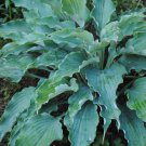 Hosta Neptune 3 Inch Pot Size Starter Plant