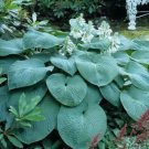 Hosta Big Daddy 3 Inch Pot Size Starter Plant