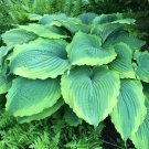 Hosta Spartacus 3 Inch Pot Size Starter Plant