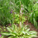 Hosta Cherry Berry #1 Division Size Starter Plant Ships Bare Root