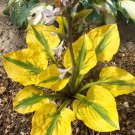 Hosta Glad Rags #1 Division Size Starter Plant Ships Bare Root