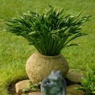 Hosta Praying Hands #1 Division Size Starter Plant Ships Bare Root