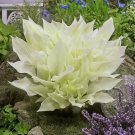 Hosta White Feather #1 Division Size Starter Plant Ships Bare Root