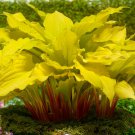 Hosta Lipstick Blonde #1 Division Size Starter Plant Ships Bare Root