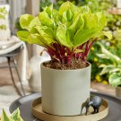 Hosta Lemon Snap #1 Division Size Starter Plant Ships Bare Root