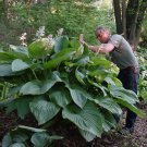 Hosta Empress Wu 3 Inch Pot Size Starter Plant