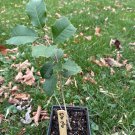 Ilex Opaca Glen Ellen American Holly Live Plant Quart Pot