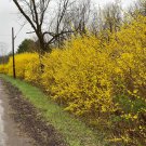 Northern Gold Forsythia Spring Blooming Live Plant 4 Inch Pot Size