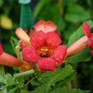 Flamenco Trumpet Vine Campsis Radicans 4 Inch Pot Size