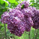 Syringa Vulgaris Yankee Doodle Lilac Live Plant 4 Inch Pot Size