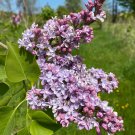 Syringa Vulgaris President Grevy Lilac Flowering Lilac Live Plant 3 Inch Pot Size Starter Plant
