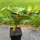 Viburnum Lantana Emerald Triumph Viburnum 4 Inch Pot Size Plant