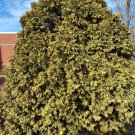 Thuja Occidentalis Wareana Lutescens Arborvitae Live Plant Quart Pot Size