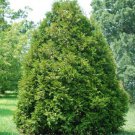 Thuja Occidentalis Elegantissima Elegant Arborvitae Live Plant Quart Pot Size
