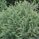 Thuja Occidentalis Linesville Dwarf Arborvitae Live Plant Quart Pot Size
