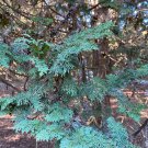 Thuja Occidentalis Mastersii Arborvitae Live Plant Quart Pot Size