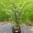 Picea Omorika Serbian Spruce Live Plant 10 Inch Tall 4 Inch Pot