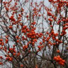 Ilex Verticillata Afterglow Winterberry Quart Pot Live Plant