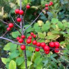 Ilex Verticillata Mary Jo Female Winterberry Quart Pot
