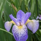 Iris Versicolor Blue Flag Iris 3 Pack #1 Grade Rhizome