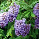 Wisteria Frutescens Amethyst Falls American Wisteria Vine 4 Inch Pot Size