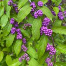 Callicarpa Dichotoma Early Amethyst Purple Beautyberry 4 Inch Pot Size Plant
