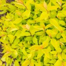 Spiraea Japonica Lemon Princess Live Plant 4 Inch Pot Size Plant