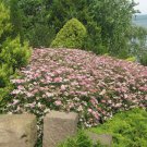 Spiraea Japonica Little Princess Live Plant 4 Inch Pot Size Plant