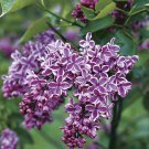 Syringa Vulgaris Sensation Bicolor Flowering Lilac Live Plant 4 Inch Pot Size