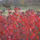Aronia Arbutifolia Brilliantissima Red Chokeberry 4 Inch Pot Size Plant