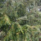 Taxus X Slavin Weeping Branched Yew Live Plant 6 Inch Tall
