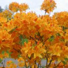 Golden Lights Azalea Live Plant 4 Inch Pot Size Plant