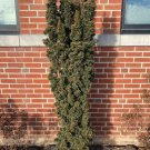 Taxus X Media Beanpole Columnar Yew Live Plant 6 Inch Tall